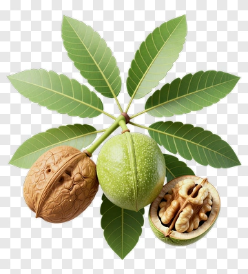 Walnut And Green Walnut With Leaves PNG