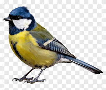 Blue Tit Bird PNG