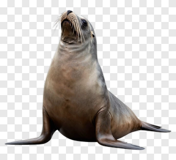 Realistic Seal Sitting Upright PNG