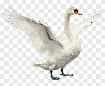 Swan Spreading Its Wings PNG