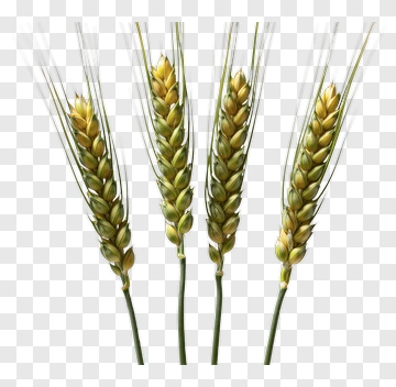 Wheat Stalks PNG