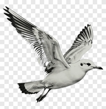 Flying Seagull In Black And White PNG