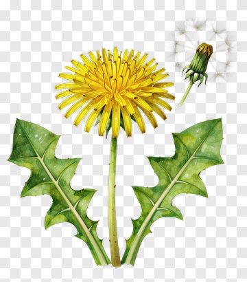 Dandelion Flower With Leaves And Seed Head PNG