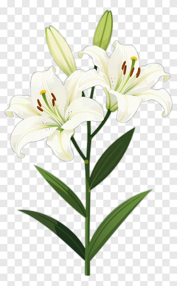White Lily Flower PNG