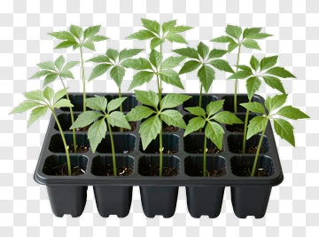 Seedlings In A Plant Tray PNG