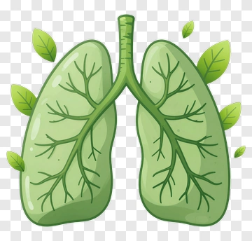 Green Lungs With Leaves PNG