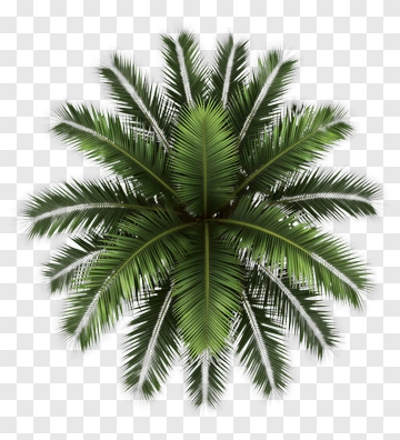 Realistic Palm Tree PNG