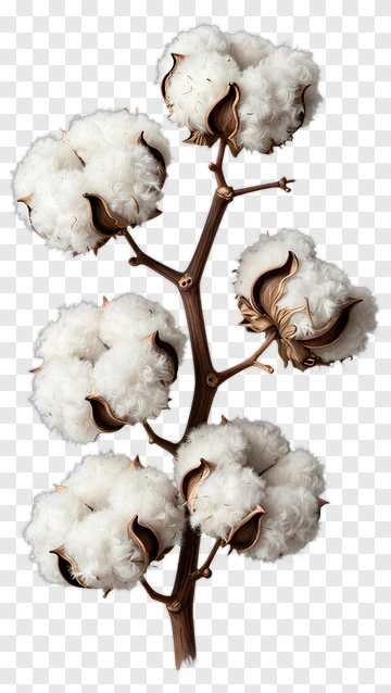 Cotton Plant Branch With White Bolls PNG