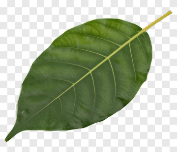 Green Leaf PNG
