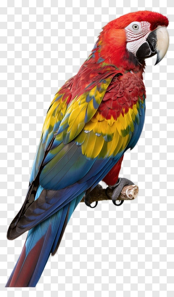 Colorful Parrot Perched On A Branch PNG