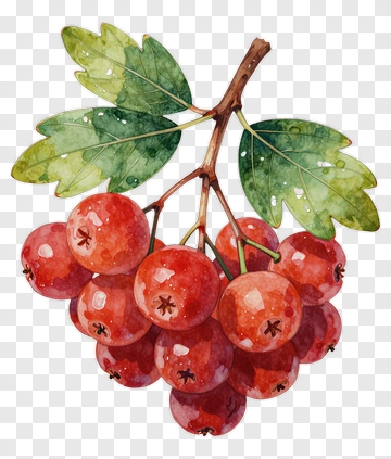 Watercolor Red Berries With Green Leaves PNG