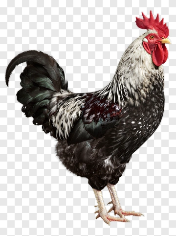 Rooster Standing Proudly PNG