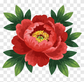 Colorful Peony Flower With Green Leaves PNG