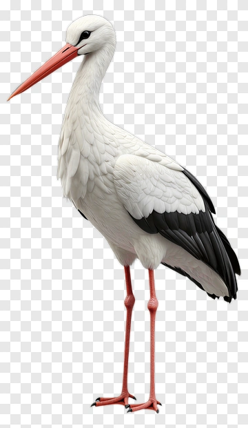 Realistic Stork Standing PNG