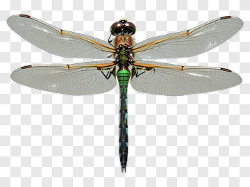 Realistic Dragonfly With Colorful Wings PNG
