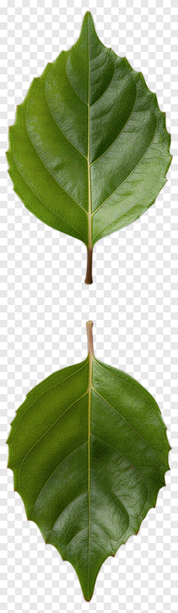 Green Leaf PNG