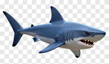 3D Shark With Visible Teeth PNG