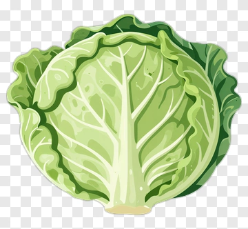 Green Cabbage PNG