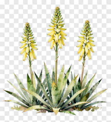 Watercolor Aloe Vera Plant With Yellow Flowers PNG