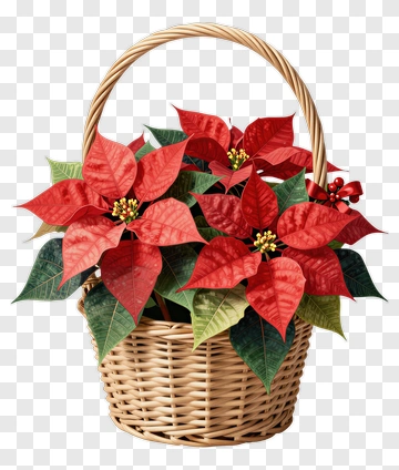 Poinsettia Basket PNG