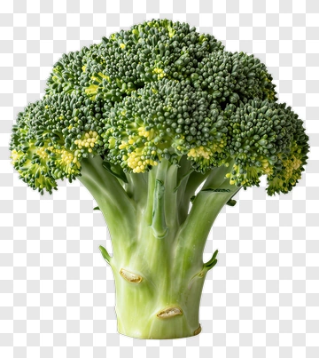 Fresh Broccoli PNG