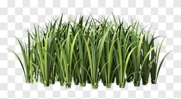 Realistic Grass Patch PNG