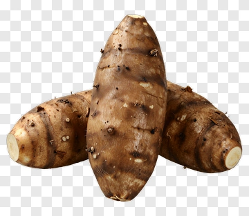 Yam Root Composition PNG