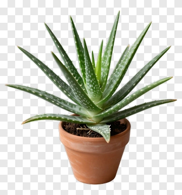 Aloe Vera Plant In A Clay Pot PNG
