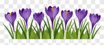 Purple Crocus Flowers In Grass PNG