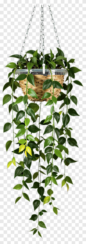 Hanging Potted Plant With Green Leaves PNG