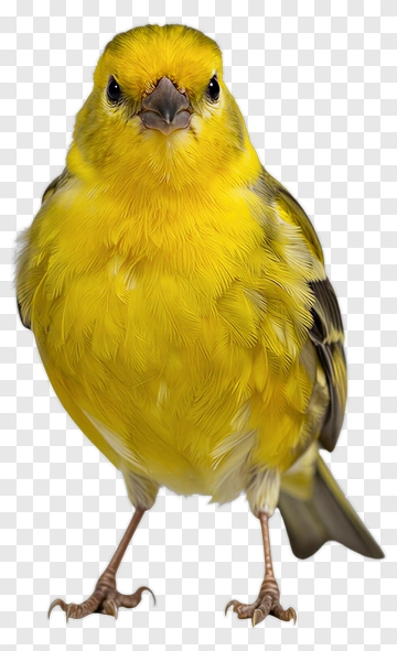 Yellow Bird Standing PNG