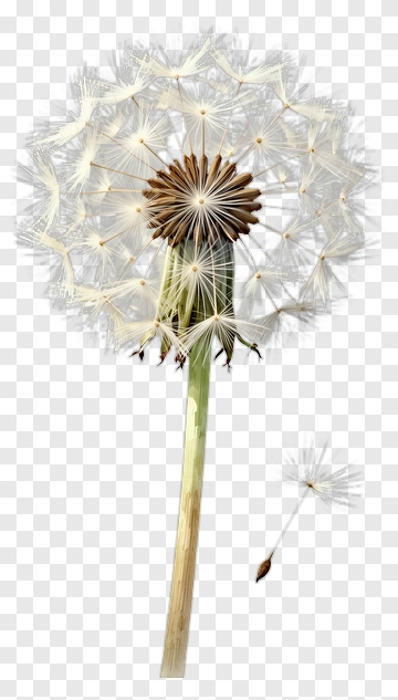 Dandelion Seed Head With Floating Seed PNG
