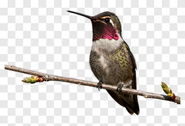 Hummingbird Perched On A Branch PNG