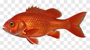Realistic Goldfish PNG