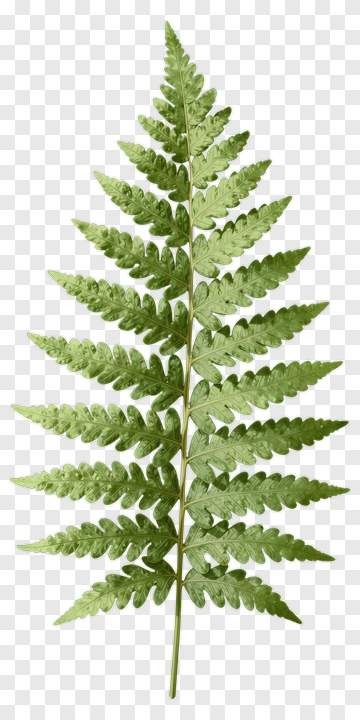 Green Fern Leaf PNG