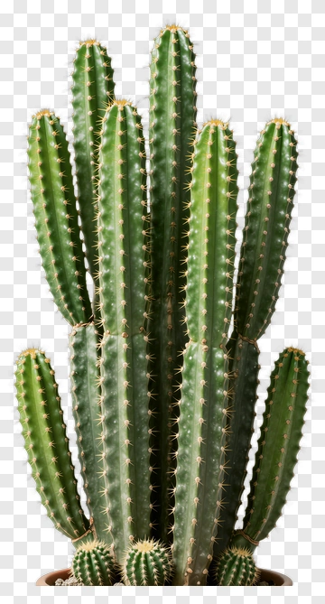 Cactus Plant PNG