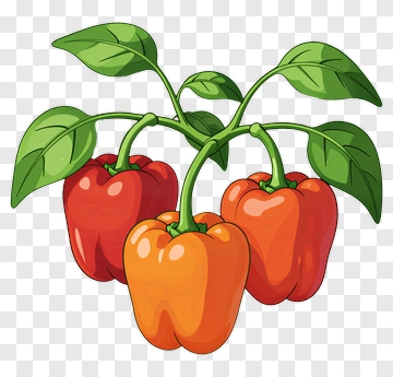 Colorful Bell Peppers With Leaves PNG