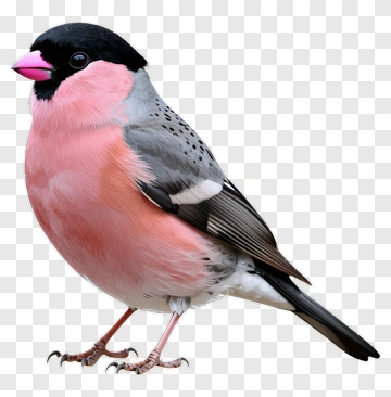 Pink-Breasted Bird Standing PNG
