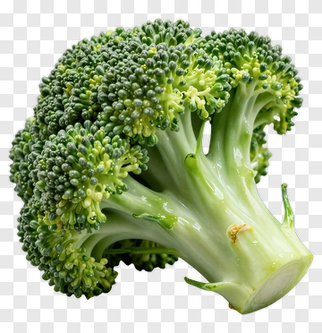 Fresh Broccoli PNG
