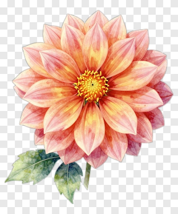 Watercolor Flower With Pink Petals PNG