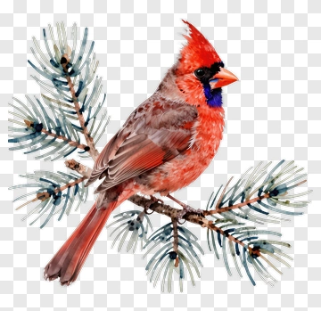 Red Cardinal Sitting On A Pine Branch PNG