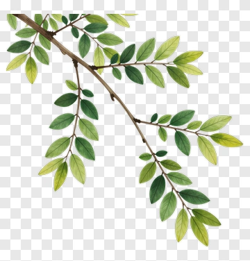 Green Leaf Branch PNG