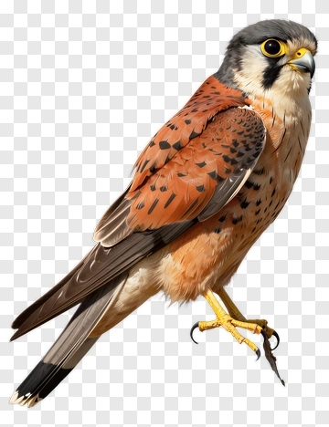 American Kestrel Bird Perched On A Branch PNG