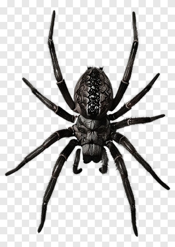 Realistic Spider Illustration PNG