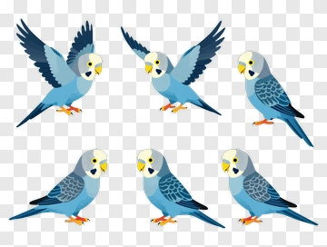 Colorful Budgerigar Birds In Various Poses PNG