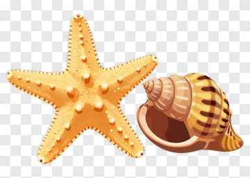 Starfish And Seashell PNG