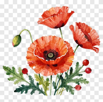 Colorful Poppy Flowers PNG