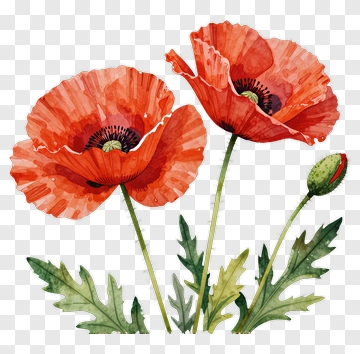 Watercolor Poppy Flowers PNG