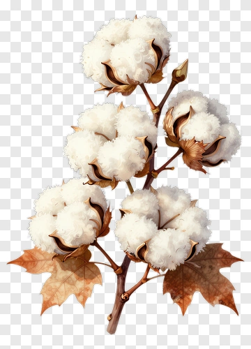 Cotton Plant With Fluffy Bolls And Leaves PNG