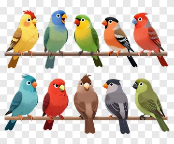 Colorful Cartoon Birds On A Perch PNG